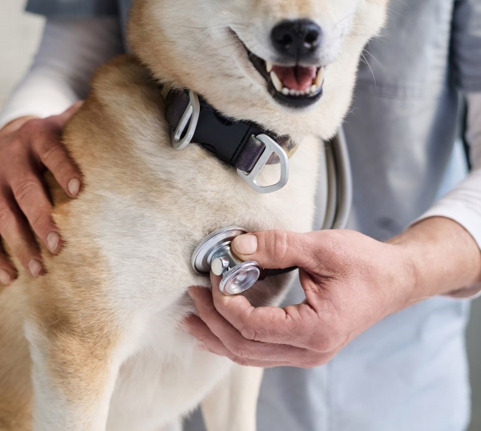 veterinarian doctor and shih tzu dog