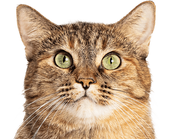 ccat with green eyes