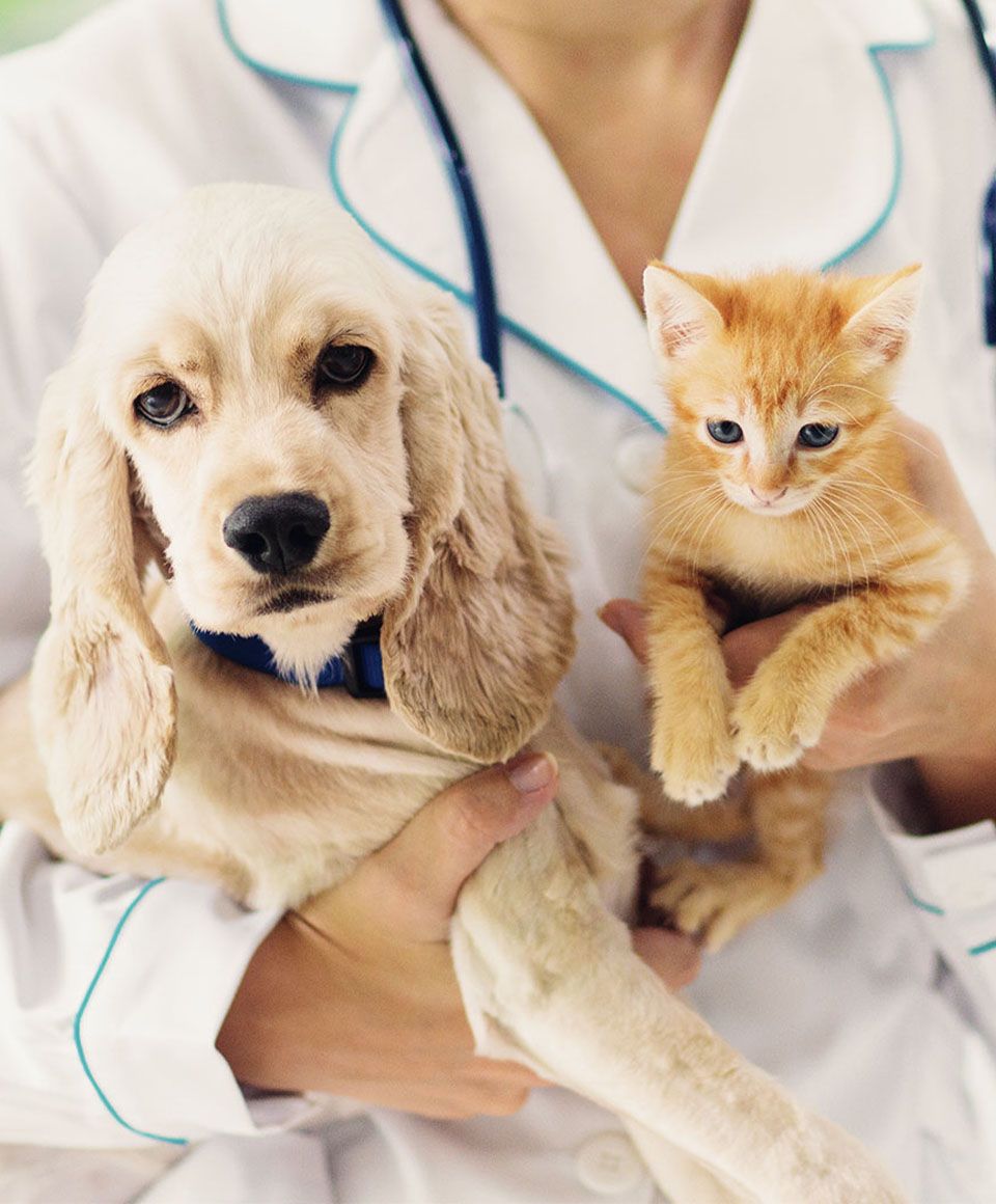 dog and cat at Dickin Memorial Animal Hospital