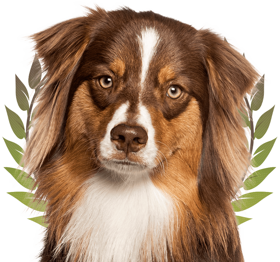 red tricolor australian shepherd dog
