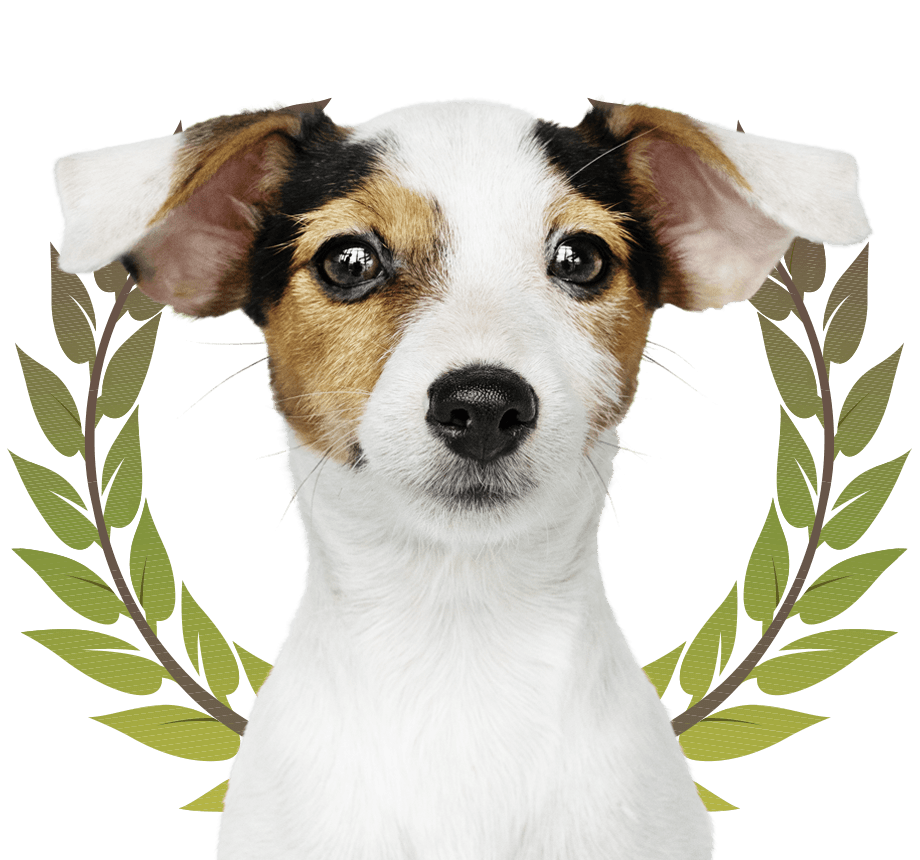 jack retriever dog face