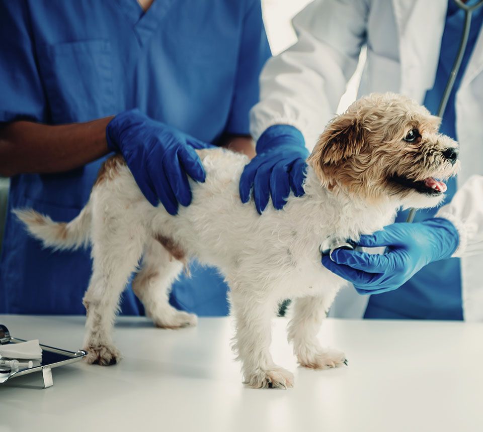 veterinarian doctor and shih tzu dog